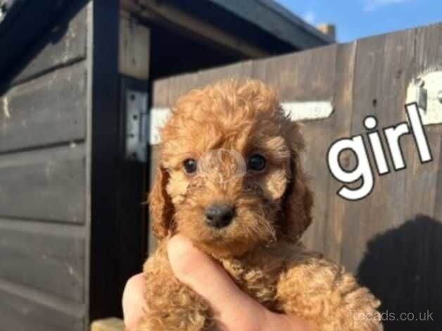 Cockapoo puppies for sale in Chatham, Caerphilly - Image 1