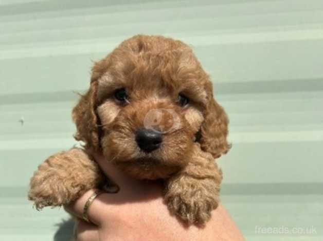 Cockapoo puppies for sale in Chatham, Caerphilly - Image 2