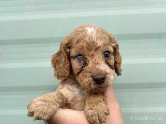 Cockapoo puppies for sale in Chatham, Caerphilly - Image 3