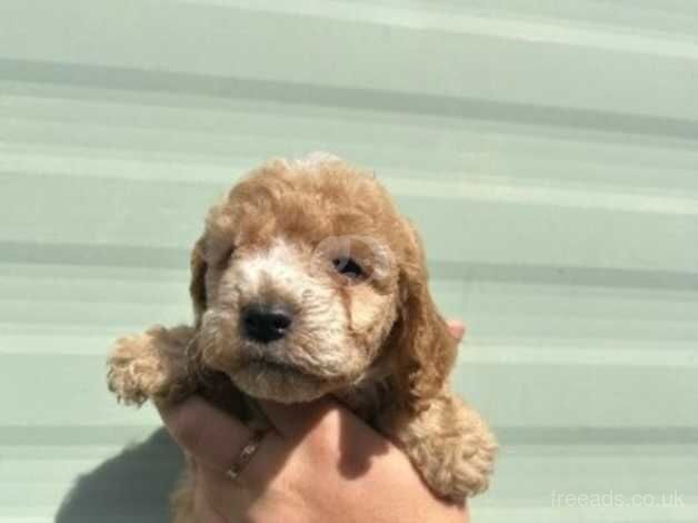 Cockapoo puppies for sale in Chatham, Caerphilly - Image 4