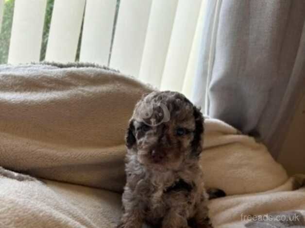 Cockapoo puppies for sale in Dudley, West Midlands - Image 1