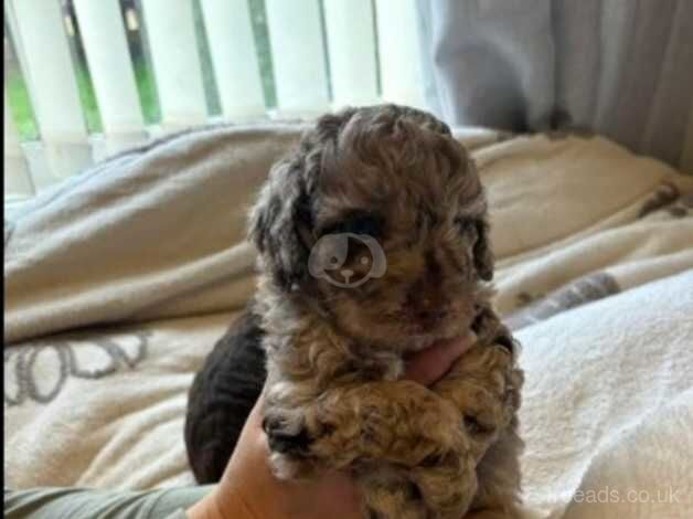 Cockapoo puppies for sale in Dudley, West Midlands - Image 2