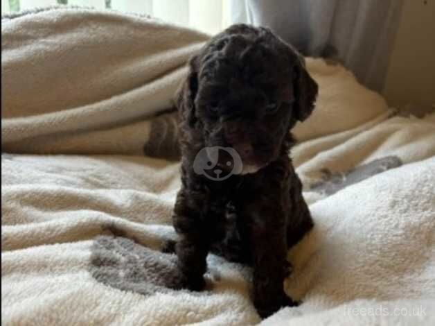 Cockapoo puppies for sale in Dudley, West Midlands - Image 3