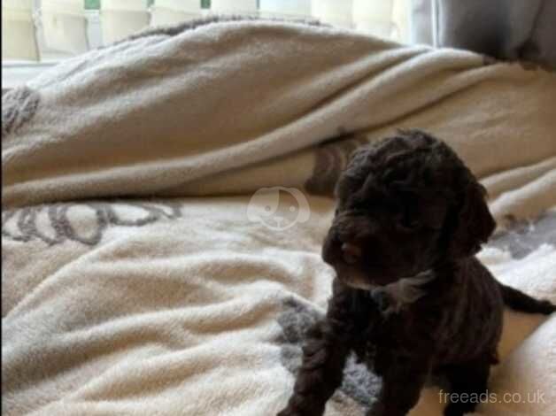 Cockapoo puppies for sale in Dudley, West Midlands - Image 4