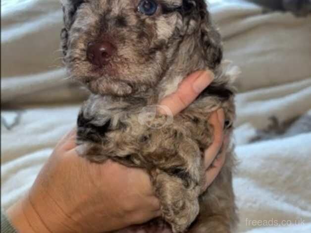 Cockapoo puppies for sale in Dudley, West Midlands - Image 5