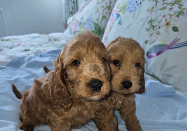 Cockapoo puppies for sale in Ilford, Redbridge, Greater London