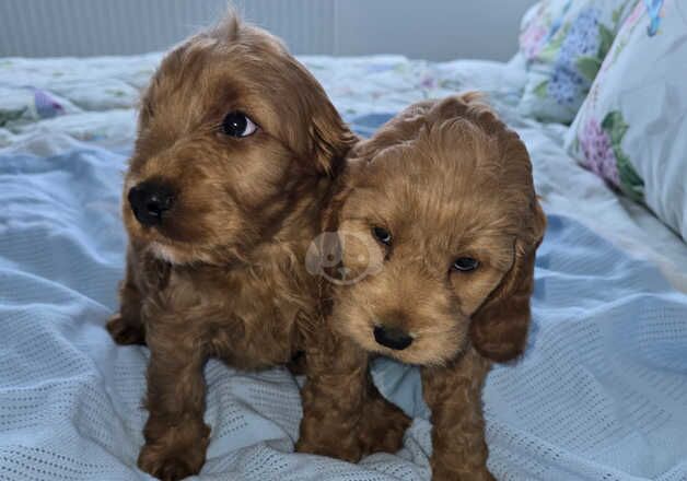 Cockapoo puppies for sale in Ilford, Redbridge, Greater London - Image 2