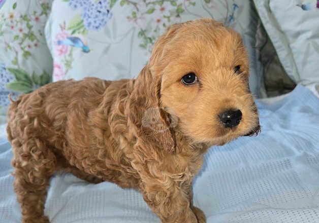 Cockapoo puppies for sale in Ilford, Redbridge, Greater London - Image 3