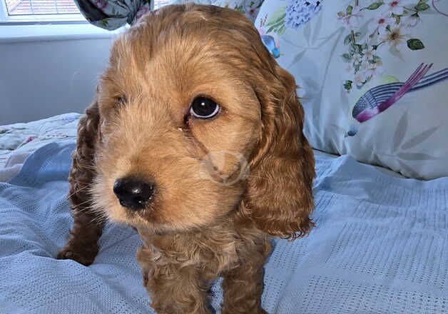 Cockapoo puppies for sale in Ilford, Redbridge, Greater London - Image 4