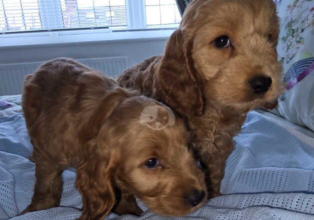 Cockapoo puppies for sale in Ilford, Redbridge, Greater London - Image 5