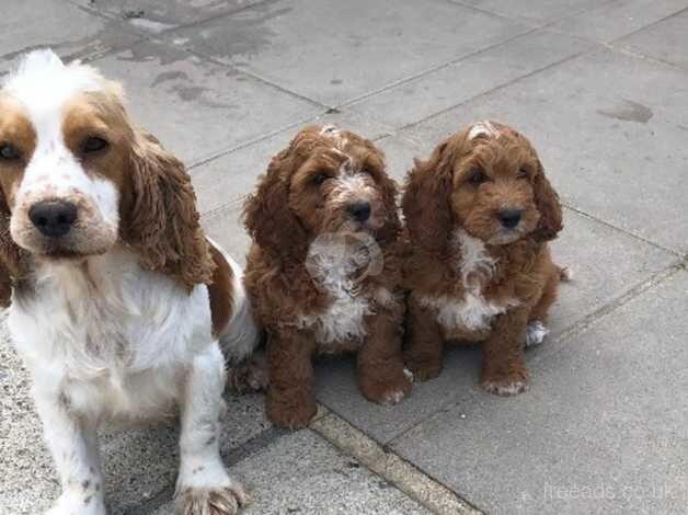 Cockapoo puppies for sale in Norwich, Norfolk - Image 1