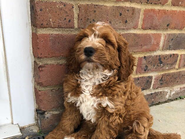 Cockapoo puppies for sale in Norwich, Norfolk - Image 2