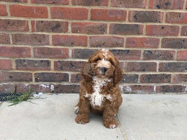 Cockapoo puppies for sale in Norwich, Norfolk - Image 4