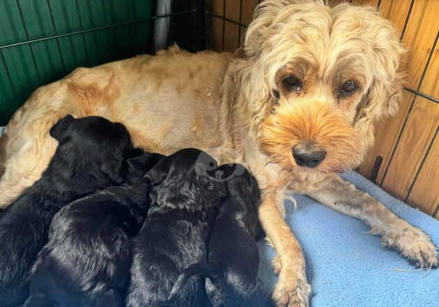 Cockapoo puppies for sale in Whitstable, Kent