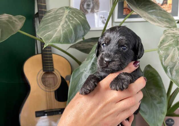 Cockapoo puppies for sale in Whitstable, Kent - Image 2