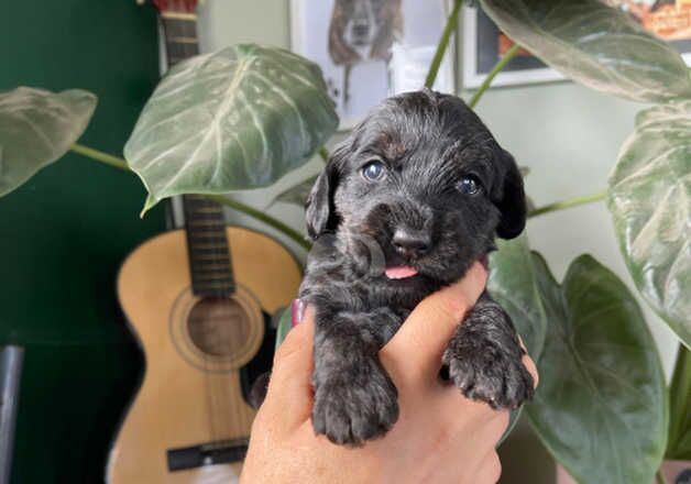 Cockapoo puppies for sale in Whitstable, Kent - Image 3