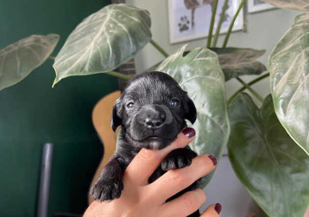 Cockapoo puppies for sale in Whitstable, Kent - Image 4