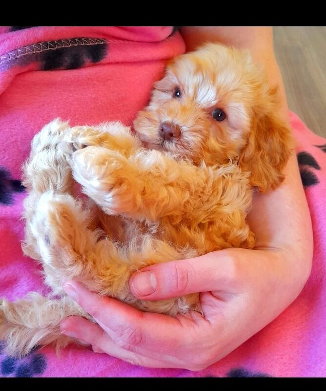 Cockapoo puppies gorgeous 🥰 litter !!! for sale in Glenrothes, Fife