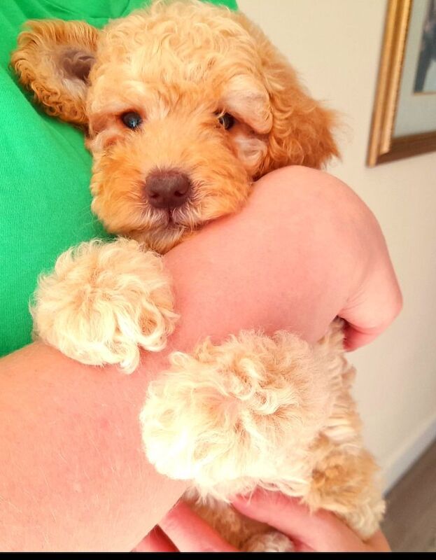 Cockapoo puppies gorgeous 🥰 litter !!! for sale in Glenrothes, Fife - Image 2