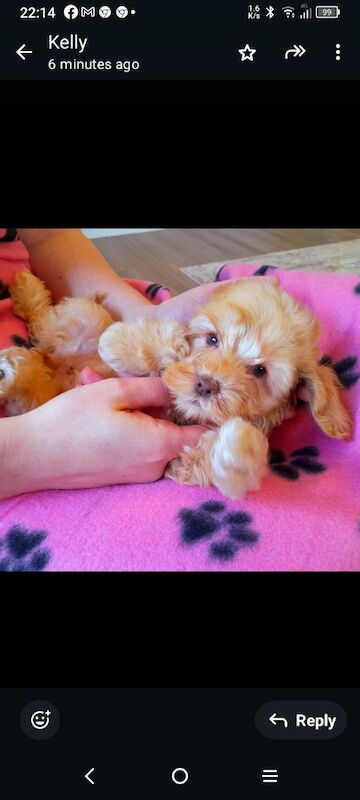 Cockapoo puppies gorgeous 🥰 litter !!! for sale in Glenrothes, Fife - Image 3