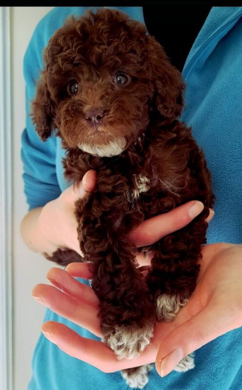 Cockapoo puppies gorgeous 🥰 litter !!! for sale in Glenrothes, Fife - Image 4