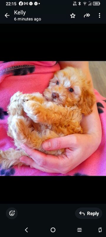 Cockapoo puppies gorgeous 🥰 litter !!! for sale in Glenrothes, Fife - Image 10