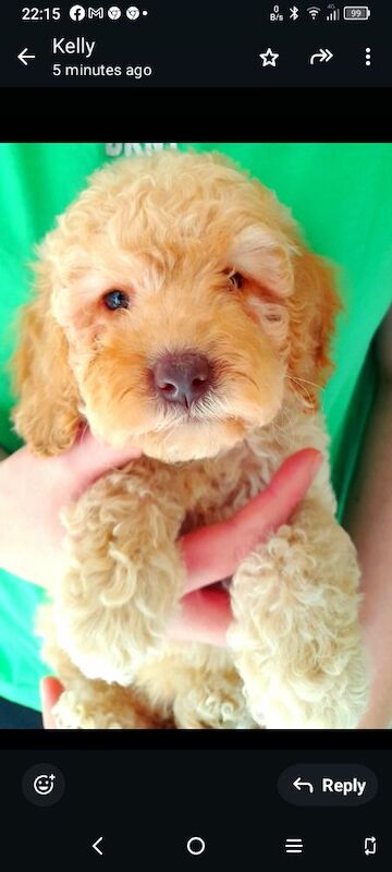 Cockapoo puppies gorgeous 🥰 litter !!! for sale in Glenrothes, Fife - Image 11