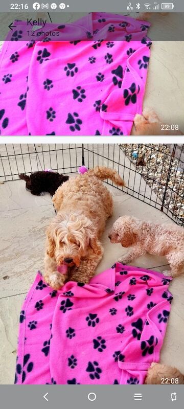 Cockapoo puppies gorgeous 🥰 litter !!! for sale in Glenrothes, Fife - Image 12