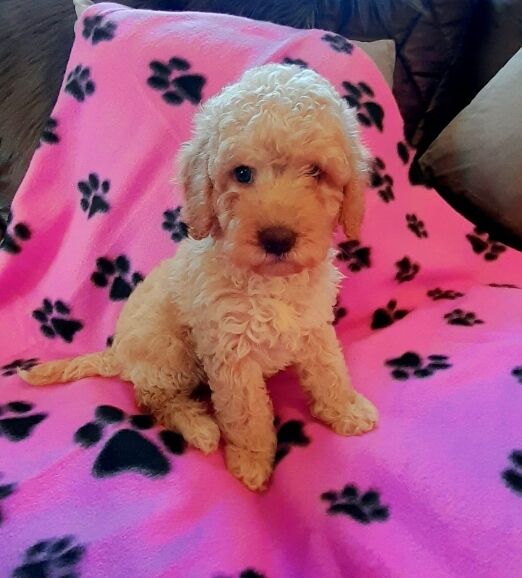 Cockapoo puppies gorgeous 🥰 litter !!! for sale in Glenrothes, Fife - Image 13