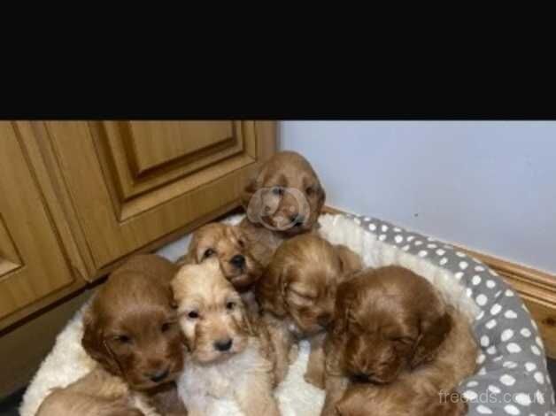 Cockapoo puppies for sale in Armagh - Image 1