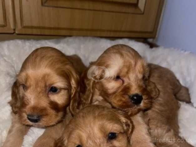 Cockapoo puppies for sale in Armagh - Image 2