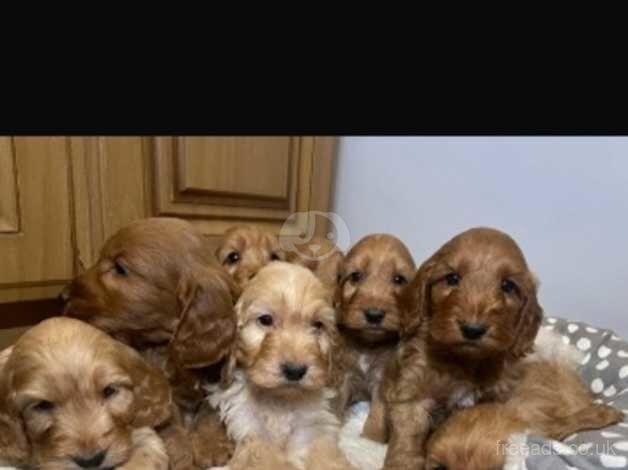 Cockapoo puppies for sale in Armagh - Image 3