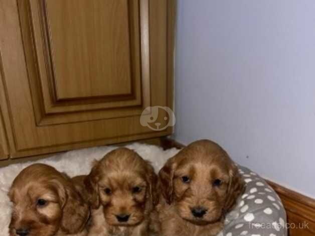 Cockapoo puppies for sale in Armagh - Image 4