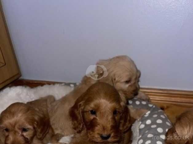 Cockapoo puppies for sale in Armagh - Image 5