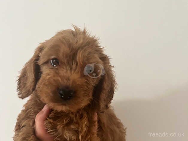 Cockapoo puppies for sale in Ashford, Devon - Image 1