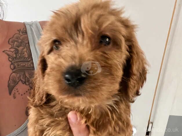 Cockapoo puppies for sale in Ashford, Devon - Image 2