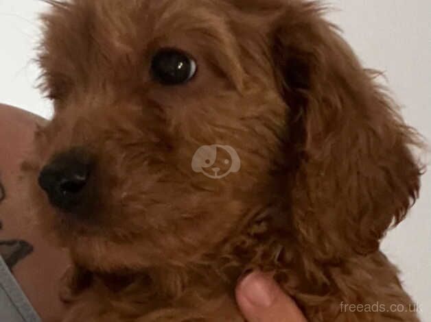 Cockapoo puppies for sale in Ashford, Devon - Image 3