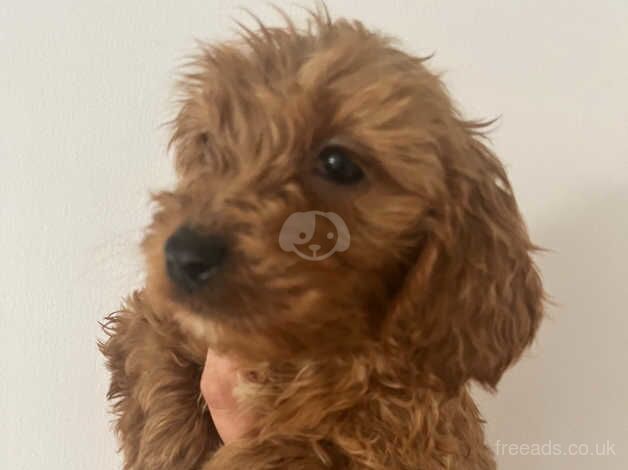 Cockapoo puppies for sale in Ashford, Devon - Image 4