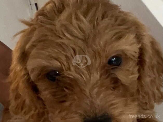 Cockapoo puppies for sale in Ashford, Devon - Image 5