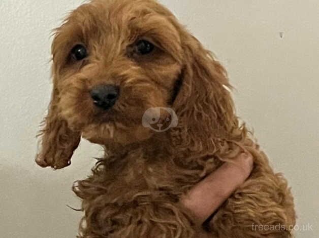 Cockapoo puppies for sale in Ashford, Devon - Image 1