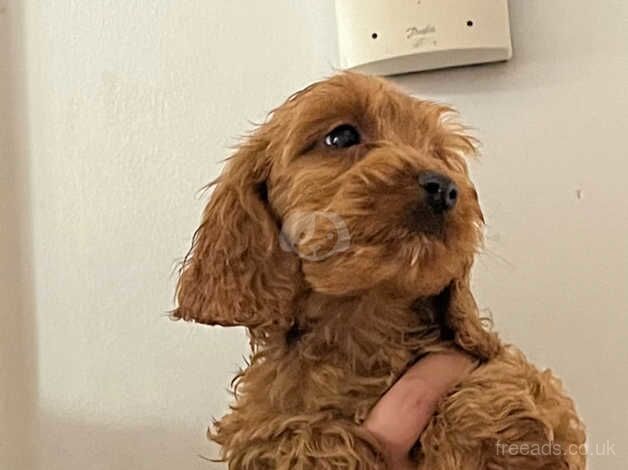 Cockapoo puppies for sale in Ashford, Devon - Image 5