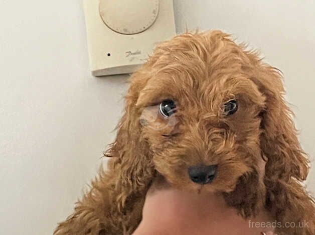 Cockapoo puppies for sale in Ashford, Devon - Image 1