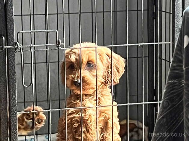 Cockapoo puppies for sale in Ashford, Devon - Image 2