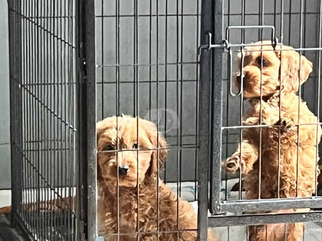 Cockapoo puppies for sale in Ashford, Devon - Image 3