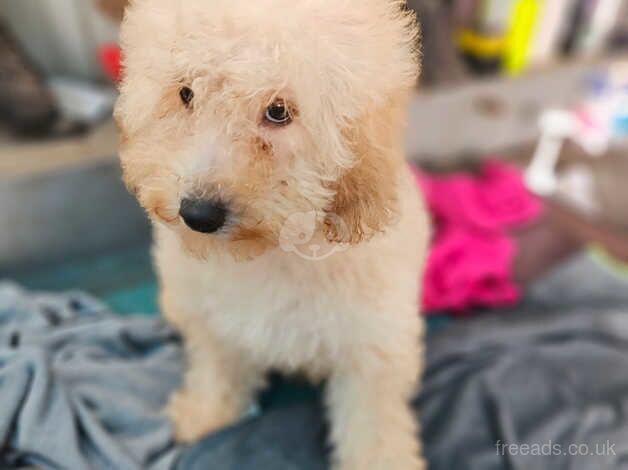 Cockapoo puppies for sale in Bordon, Hampshire