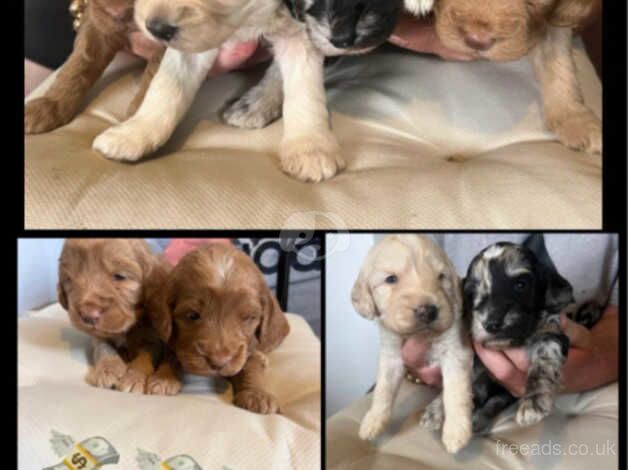 Cockapoo puppies for sale in Bradford, West Yorkshire - Image 1