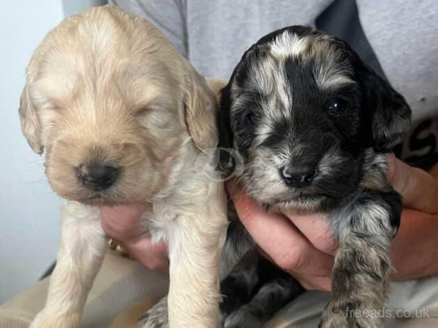 Cockapoo puppies for sale in Bradford, West Yorkshire - Image 2