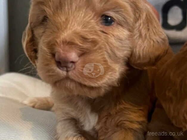 Cockapoo puppies for sale in Bradford, West Yorkshire - Image 3