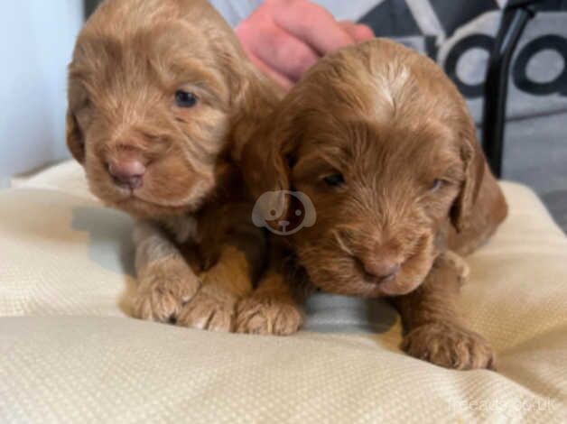 Cockapoo puppies for sale in Bradford, West Yorkshire - Image 4