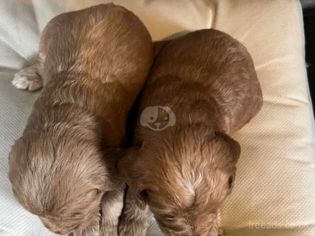 Cockapoo puppies for sale in Bradford, West Yorkshire - Image 5